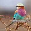 Lilac-Breasted Roller