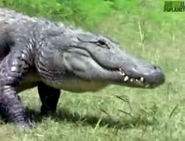 AFO Alligator