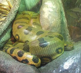 Anaconda, Green.jpg