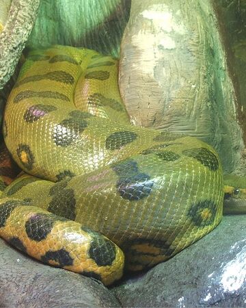 Green Anaconda The Parody Wiki Fandom Green Anaconda The Parody Wiki Fandom