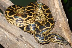 Anaconda, Yellow.jpg