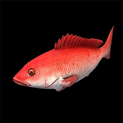 Northern red snapper - Wikipedia