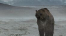 Bear, Short-Faced.jpg