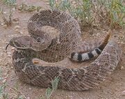 Crotalus atrox