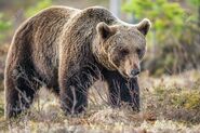 Europejski niedźwiedź brunatny