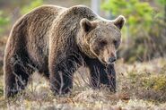  Ours brun européen