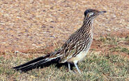 GreaterRoadrunner