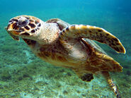 Hawksbill sea turtle (Eretmochelys imbricata)