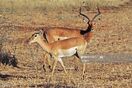 Impala buck and doe