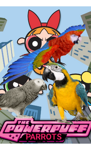 PPP1998 Poster.png