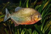 Red-bellied Piranha.jpg