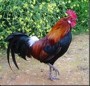 Domestic Rooster as Blaziken