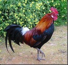 Rooster.jpg