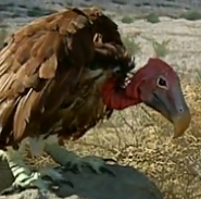 Lappet-faced Vulture