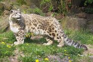 Snow Leopard as Yangchuanosaurus