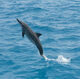 Spinner Dolphin