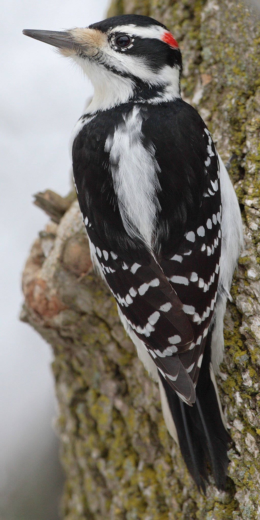 Woodpecker, hairy.jpg