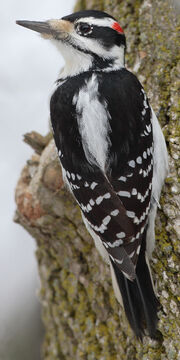 Woodpecker, hairy.jpg