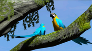 ZTXBOX Blue and Gold Macaw