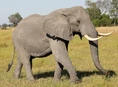 African Bush Elephant (V3).jpg (362 KB)