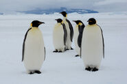 Emperor Penguin as King Penguin