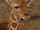 Giraffe (Dr. Dolittle 2)