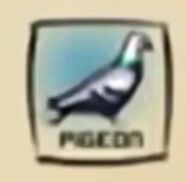 IMG df pigeon