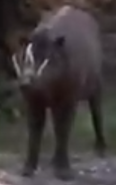 Jacksonville Zoo Babirusa