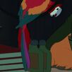 Scarlet Macaw