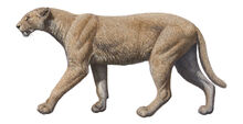 Machairodus-catocopis-baja.jpg