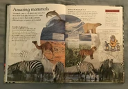 Mammals (Eye Wonder) (2).jpeg (1.93 MB)