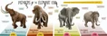 Mammoths and Elephants Posters.jpg (26 KB)