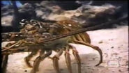 Mysteries of the Deep Caribbean Spiny Lobster