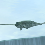 Narwhal Game zooempire2