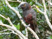 New Zealand kaka.jpg