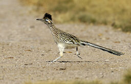 Roadrunner, Greater.jpg