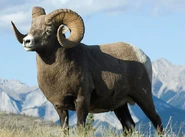 Rocky Mountain Bighorn Sheep as Stygymolych