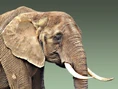 Sad Elephant.jpg (54 KB)