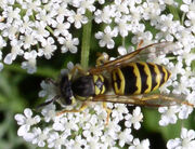 Yellowjacket, eastern.jpg