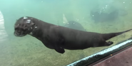 Giant Otter as Little Arturo