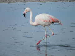 Chilean flamingo.jpg