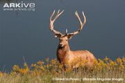 Deer, Bactrian.jpg