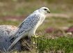 Gyrfalcon