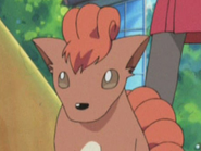 Macy's Vulpix