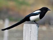 Magpie, Black-Billed