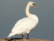 Mutswan frahjh