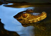 Smooth-Fronted Caiman