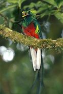 Resplendent-quetzal