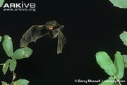 Silver-Haired Bat.jpg