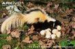 Striped-skunk